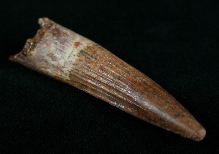 Juvenile Spinosaurus Tooth #10485